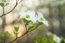 a spring dogwood flower on a tree
