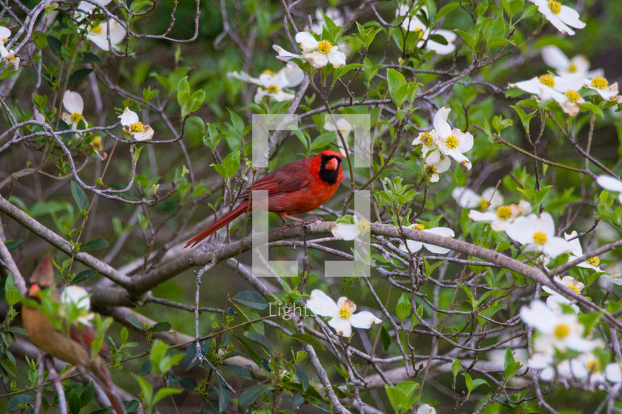 Male and Female Cardinal in Dogwood tree.