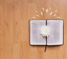 a flower on the pages of a Bible 