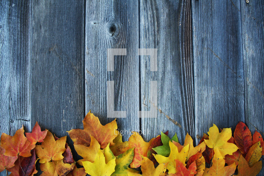 fall leaves on a gray wood background 