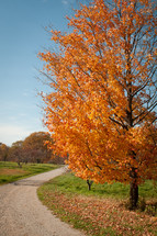 fall tree 