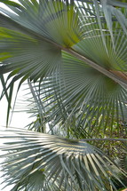Palm leaves, beaches or fronds