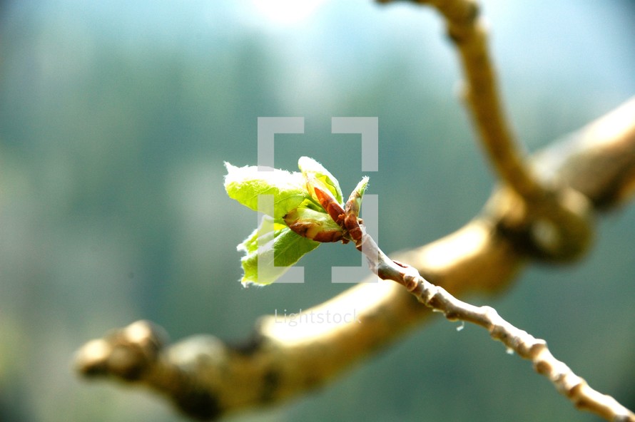 budding leaves on a branch 