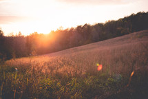 sunset over a field of tall grasses 