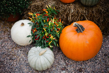 pepper plant and pumpkins 