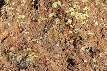 lichen on rock texture 
