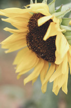 closeup sunflower 