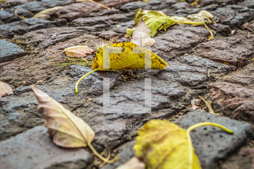 fall leaves on brick road