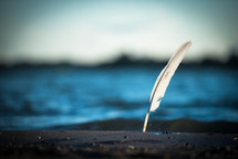 sea gull feather in the sand near the ocean 