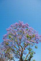 purple flowers on a tree