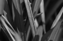 Abstract nature background, black and white blades of grass 