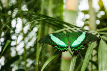 Butterfly on palm leaves.