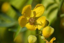 yellow desert flowers in bloom 