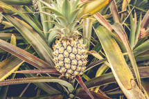 pineapple farm 