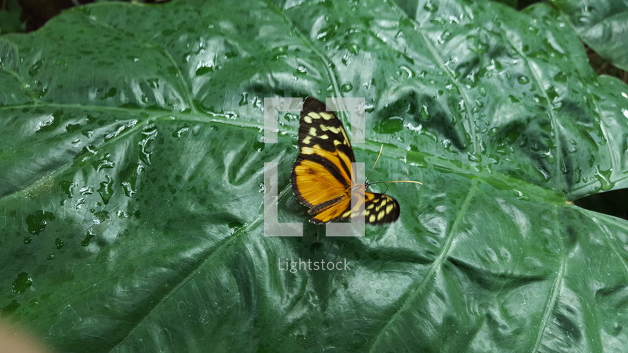 butterfly on a wet leaf 