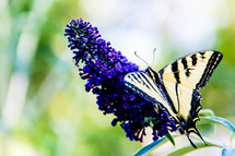 butterfly on a purple flower