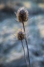 frost on dried brown flower 