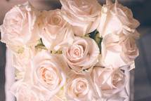 blush roses 
