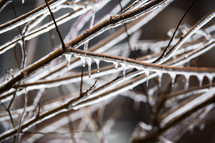 Ice and snow on tree branches