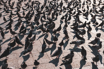 pigeons in a city square 