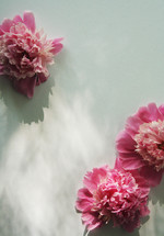 pink flowers on a white background 