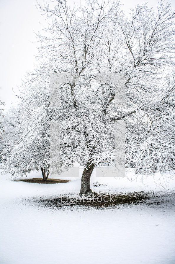 snow on winter trees 