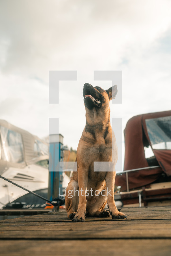 German Shepherd dog cross mutt sitting down on a wooden jetty, marina setting, puppy dog, cute brown dogs,