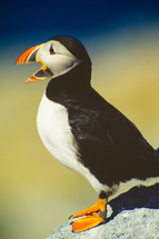 Atlantic Puffin with leg band, island off the coast of Maine