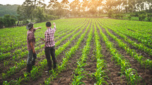 farmers in a corn field 