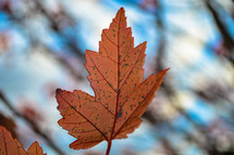 orange fall leaf 
