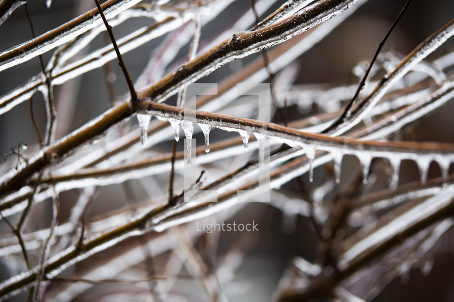 Ice and snow on tree branches