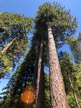 looking up to the top of tall pine trees