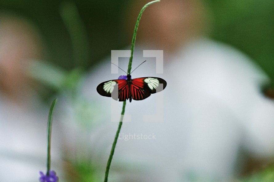 black, red, and white butterfly