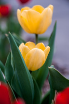 yellow and red tulips 