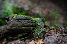 moss on a wet log