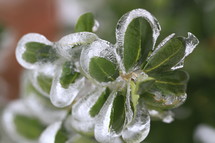 ice covered green leaves