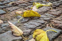 fall leaves on brick road