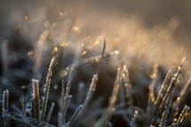 frost on grass 