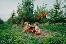 Cute little toddler boys feeding each other with ripe apples near baskets.Kids in garden explores plants, nature in autumn. Amazing scene with kids.Twins, family, love,childhood,friendship concept. 4k