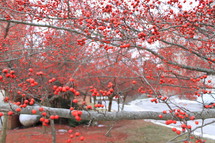 red berries on a tree branch 