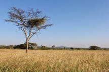 tree in a field in Africa 