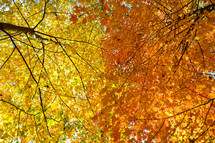 orange and yellow fall leaves on tree branches 