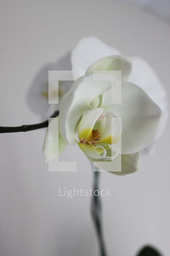 closeup of a white orchid