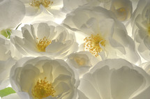 Closeup Fresh Wild White Roses on White Background