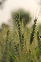 closeup of wheat grains