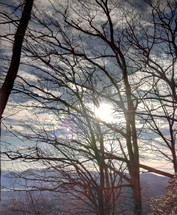 glow of the sun through winter tree branches