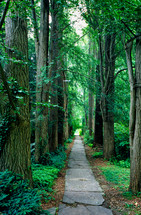 path through a lush summer forest 