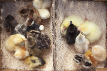 newly born baby chicks, ducklings, and turkey