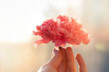 hand holding a pink carnation 