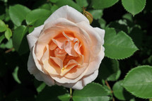 peach rose 
